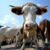 La Spagna metterà le telecamere nei macelli a difesa degli animali