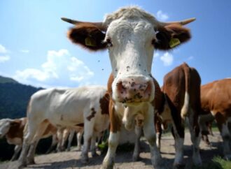 La Spagna metterà le telecamere nei macelli a difesa degli animali