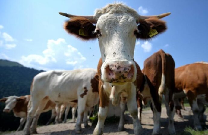 La Spagna metterà le telecamere nei macelli a difesa degli animali