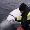 Islanda, stop alla caccia alle balene mentre la domanda diminuisce