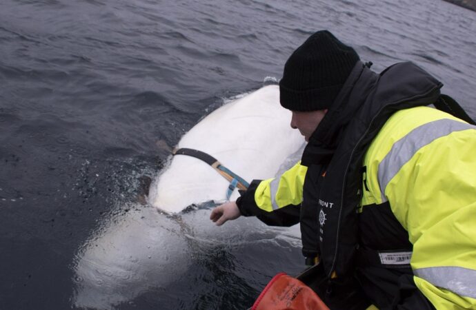 Islanda, stop alla caccia alle balene mentre la domanda diminuisce