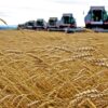 Salute: Un estratto del grano cancella le cicatrici, anche quelle difficili
