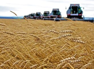 Salute: Un estratto del grano cancella le cicatrici, anche quelle difficili