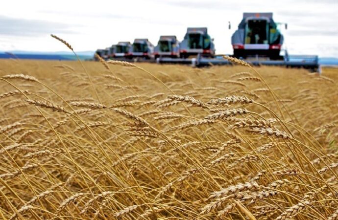 Salute: Un estratto del grano cancella le cicatrici, anche quelle difficili