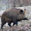 Peste suina Italia, veterinari: “Lockdown maiali? Di fatto già c’è”