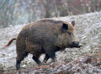 Cori e Giulianello, cinghiale: attivato il piano di controllo