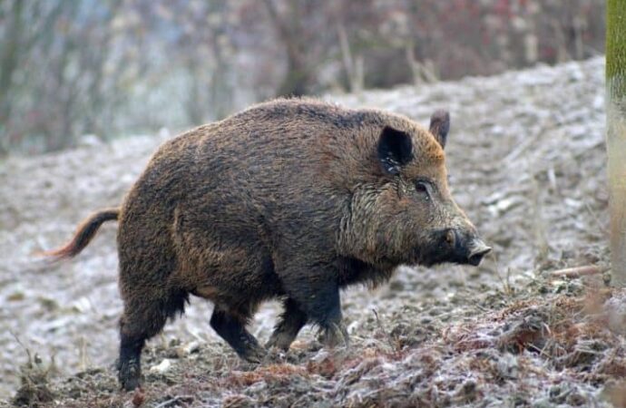 Cori e Giulianello, cinghiale: attivato il piano di controllo