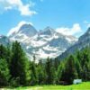 Riscaldamento globale e foreste, il futuro a rischio