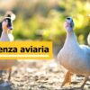 Francia: al via la campagna di vaccinazione per il pollame contro l’aviaria