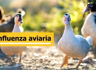 Francia: al via la campagna di vaccinazione per il pollame contro l’aviaria