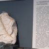 La Sicilia restituisce il frammento del Partenone alla Grecia dopo due secoli