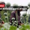 Afghanistan, i talebani dichiarano guerra all’oppio