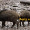 Spagna: Peste suina in Catalogna a trent’anni dalla sua eradicazione