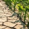 Spagna, l’agricoltura nella morsa della siccità
