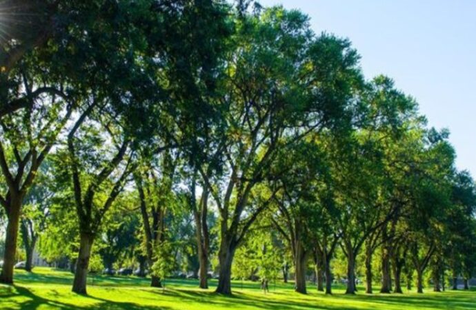 Usa: 1 miliardo di alberi per mitigare il cambiamento climatico