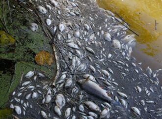 Germania: il mistero della moria di pesci nel fiume Oder