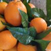 Cambiamento climatico e crisi dell’agro-alimentare