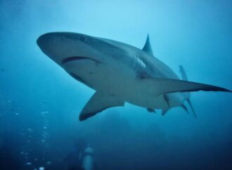 A Panama un piano “storico” sul commercio degli squali