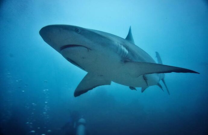 A Panama un piano “storico” sul commercio degli squali