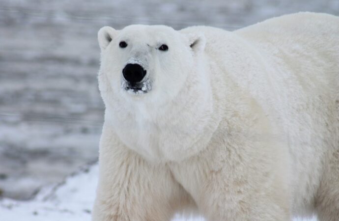indagine, gli orsi polari canadesi stanno scomparendo