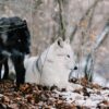 Svezia, campagna abbattimenti lupi, proteste degli ecologisti