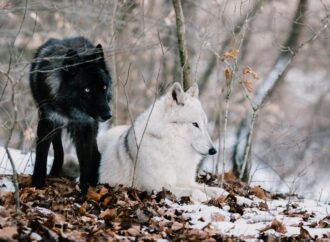 Svezia, campagna abbattimenti lupi, proteste degli ecologisti