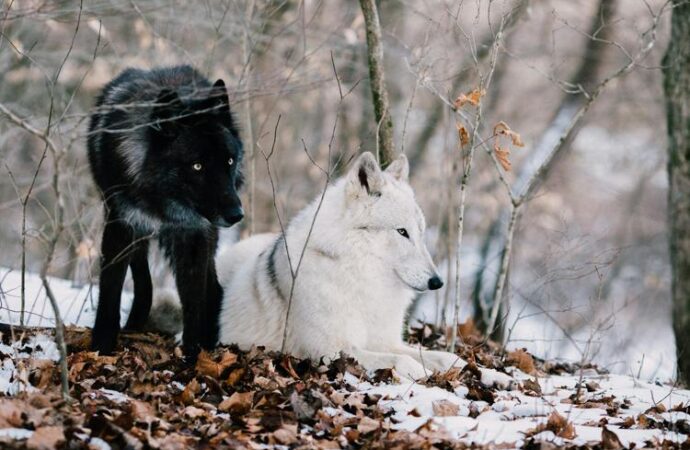 Svezia, campagna abbattimenti lupi, proteste degli ecologisti
