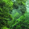 Foreste tropicali, in 30 anni perduti 178 milioni di ettari