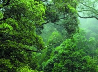Foreste tropicali, in 30 anni perduti 178 milioni di ettari