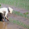 Zucchero e riso, prezzi in aumento in tutto il mondo dopo i danni di El Nino all’Asia