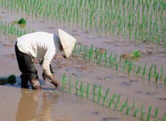 Zucchero e riso, prezzi in aumento in tutto il mondo dopo i danni di El Nino all’Asia
