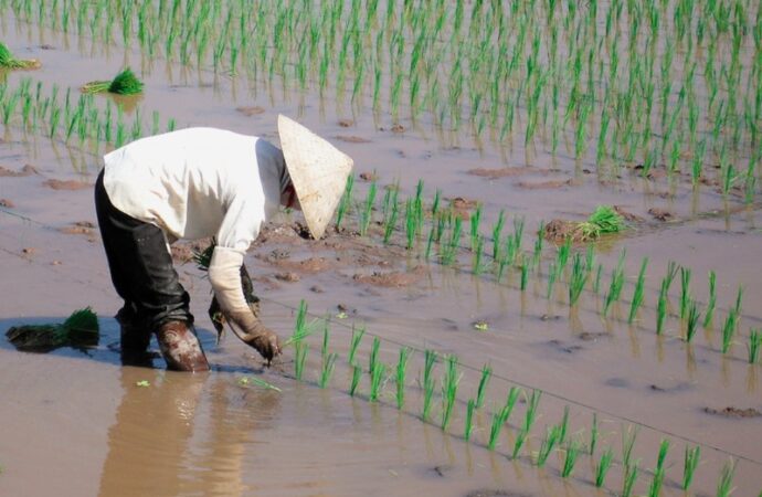 Zucchero e riso, prezzi in aumento in tutto il mondo dopo i danni di El Nino all’Asia