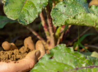 Romania: gli agricoltori chiedono che si intervenga alla Ue sul prezzo dei cereali ucraini