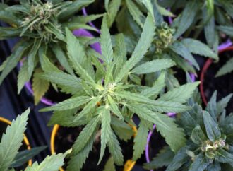 Schillaci: “Estratti cannabis usati come novel food, non autorizzati”