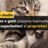 Cani e gatti possono trasmettere superbatteri ai proprietari: lo studio