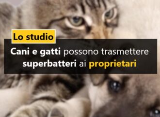 Cani e gatti possono trasmettere superbatteri ai proprietari: lo studio