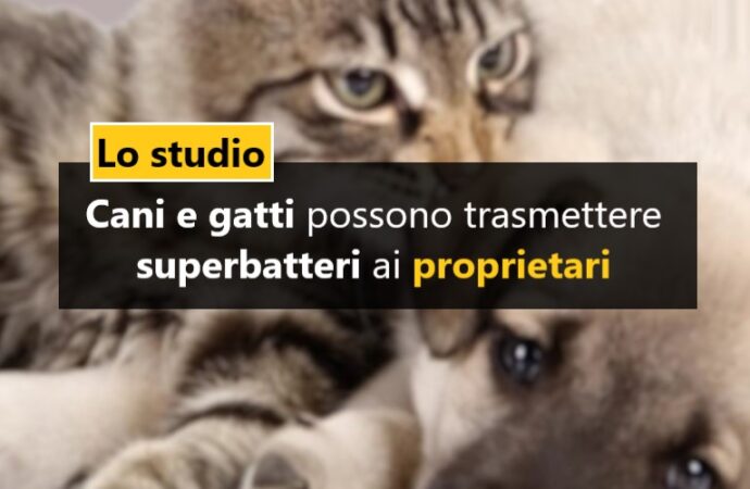 Cani e gatti possono trasmettere superbatteri ai proprietari: lo studio