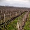 Agricoltura, la Francia divisa sulla legge Duplomb
