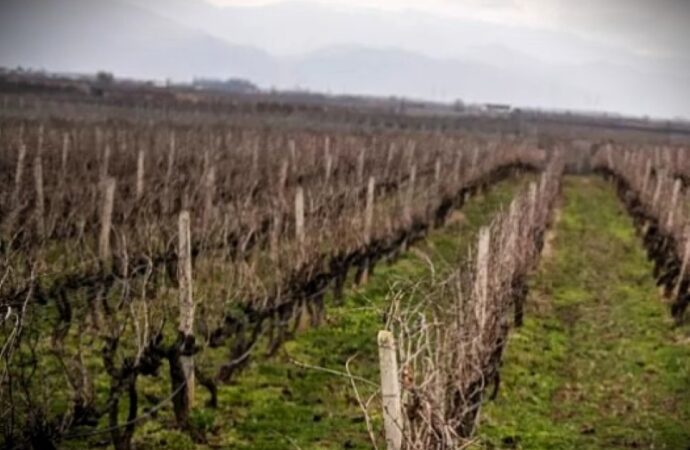 Agricoltura, la Francia divisa sulla legge Duplomb