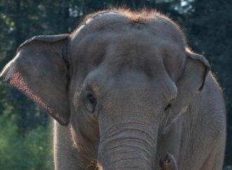 India, treno passeggeri travolge una mandria di elefanti: uccisi 8 esemplari