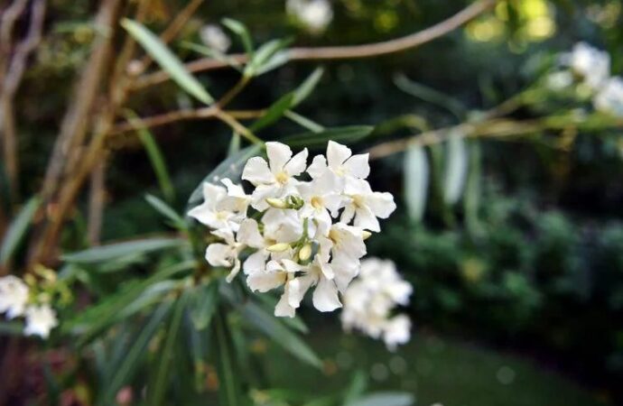 Oleandri, anche il fumo è killer: il caso di 76 bovini morti